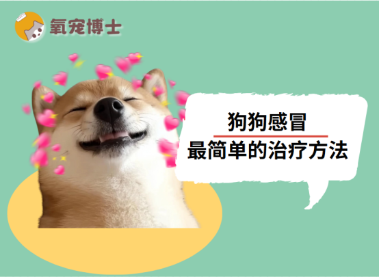 狗狗感冒最简单的治疗方法