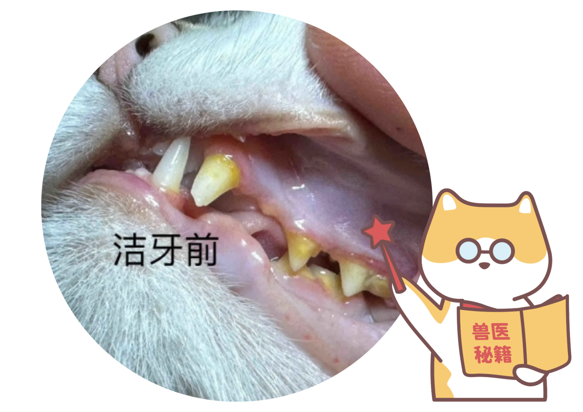 猫咪牙结石怎么去除？这些护理方法你必须知道