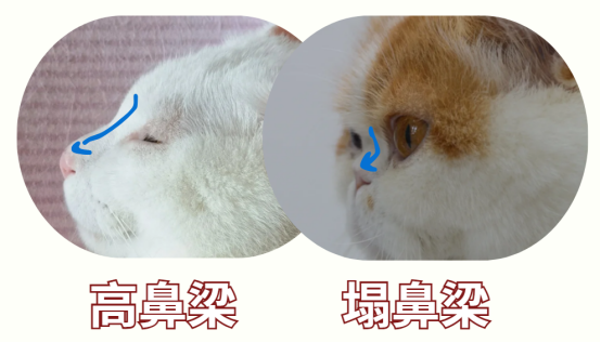 加菲貓淚痕問題