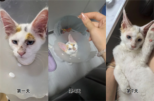 猫咪得了猫癣怎么治