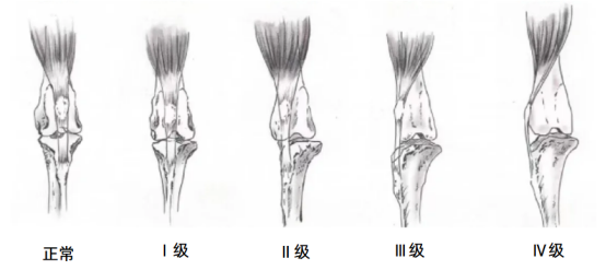 狗狗髌骨脱位