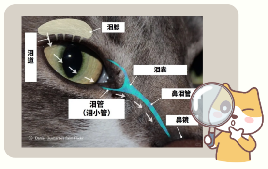 猫咪鼻泪管堵塞