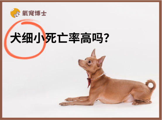 狗狗得细小死亡率高吗？