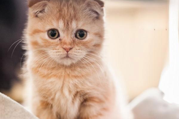 猫咪眼睛一大一小是什么情况？
