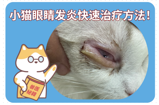 小猫眼睛发炎怎么办？