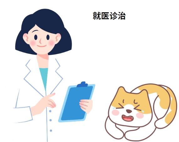 宠物猫得了猫鼻支咳嗽怎么治疗？