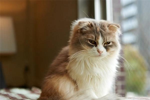 猫咪流红褐色眼泪是什么原因？