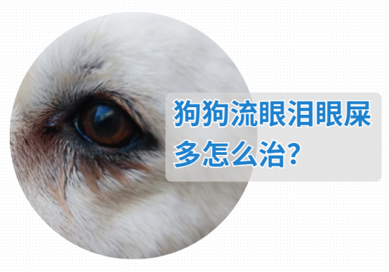 当你的狗狗开始流眼泪眼屎增多时，你应该这么做...