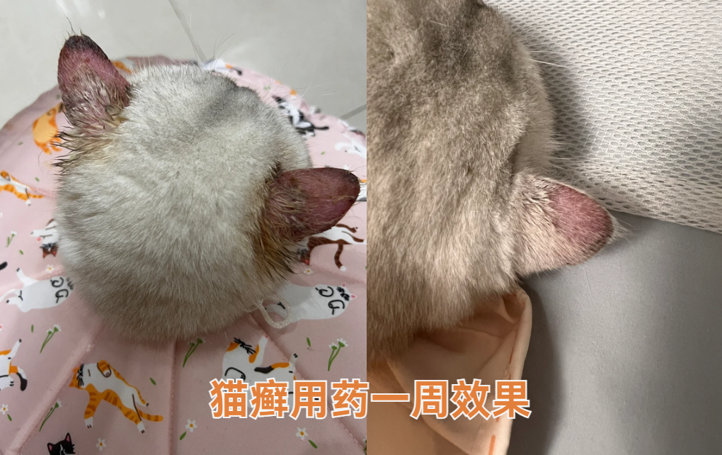 猫癣用什么药好得快？