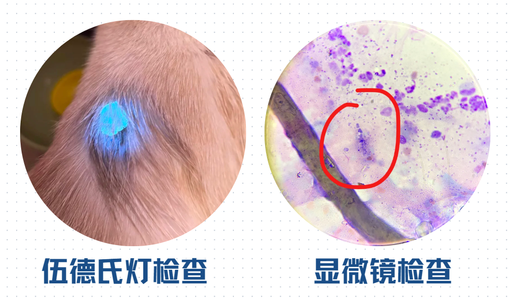 猫癣的诊断方法