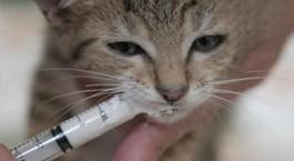 小猫驱虫后多久打疫苗