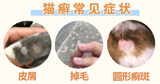 貓咪感染貓癬的癥狀