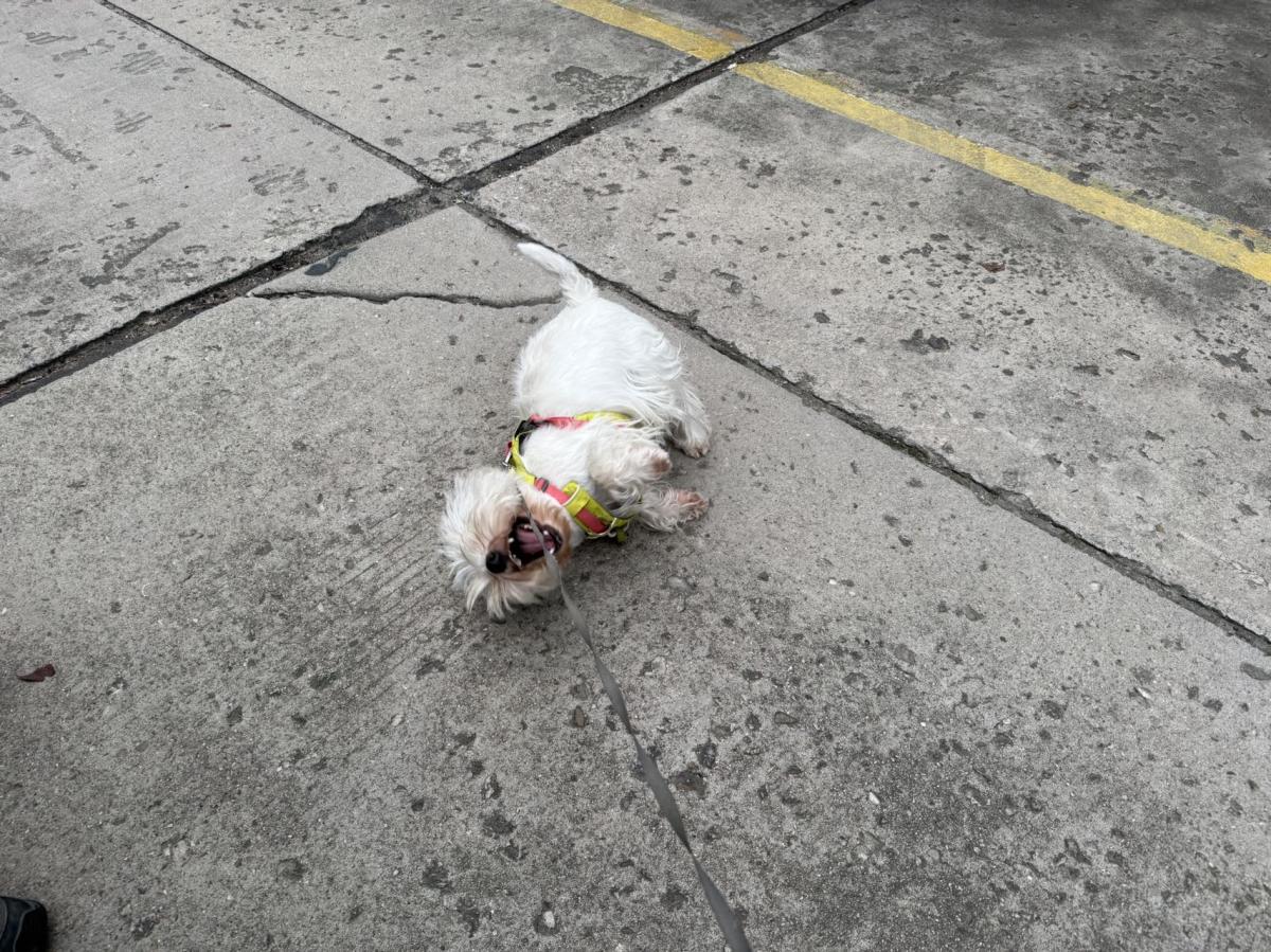 铁锤