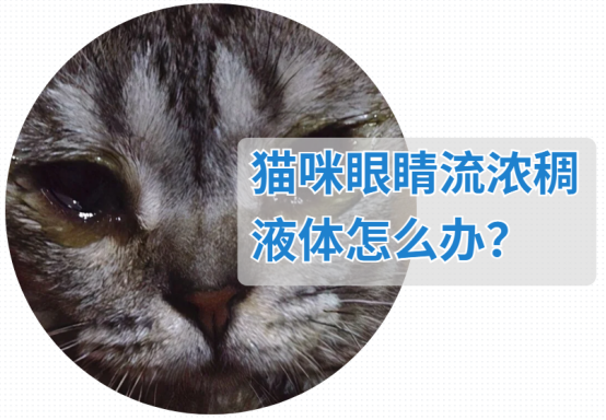 猫咪眼睛流浓稠液体怎么办？