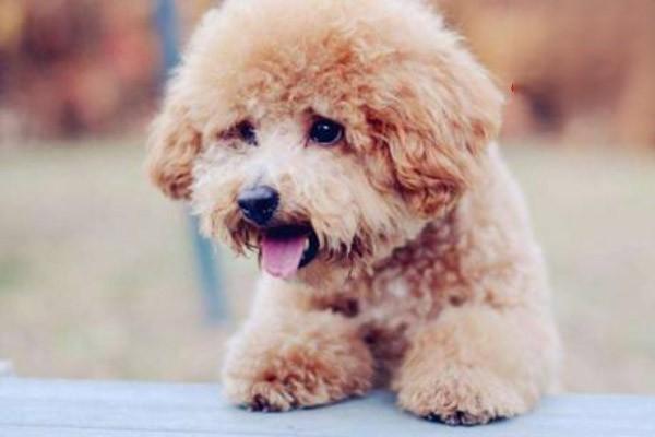 犬猫上火热毒病症,如对犬猫眼睛红肿,眼屎多,鼻头干燥瘟热,尿液橙黄