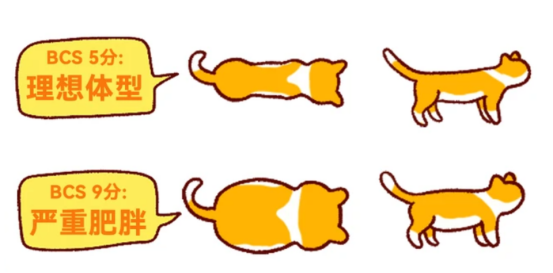 怎么判断猫咪是不是太胖？