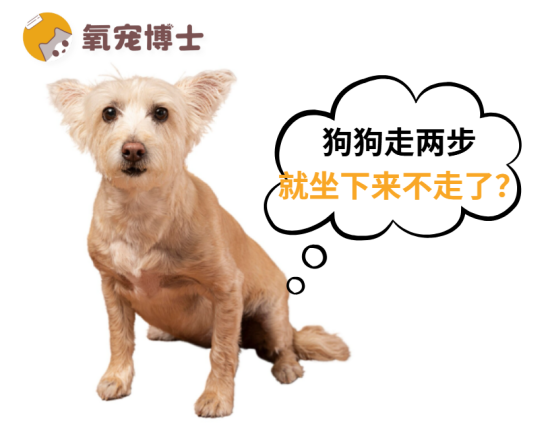 狗狗走几步就坐下怎么回事？