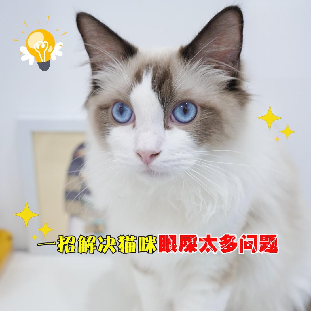 一招解决猫咪眼屎太多问题