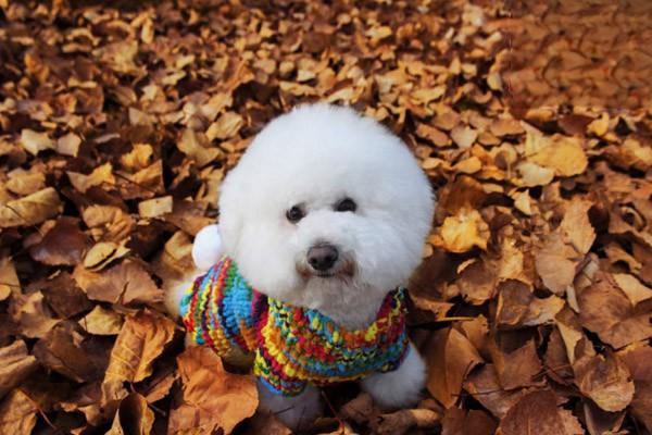 圣伯纳德犬是什么地方的狗狗