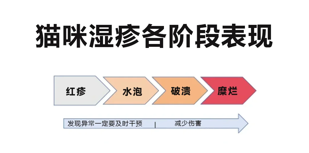 貓咪濕疹4個階段