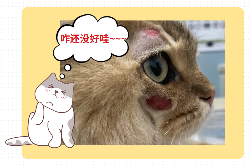 一般猫癣多久会好？怎么看它是不是快好了？