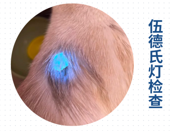 猫耳朵上长癣毛掉了用什么药