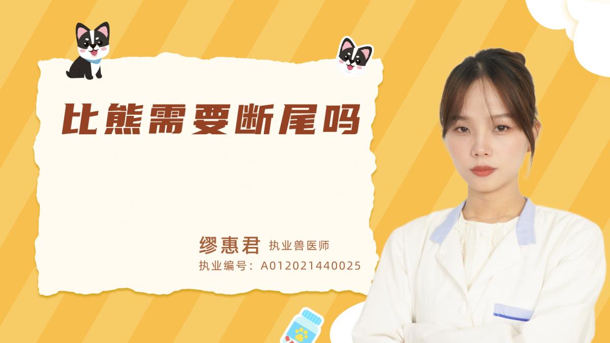 比熊需要斷尾嗎？