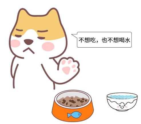 猫鼻支不吃东西能强制喂食吗？