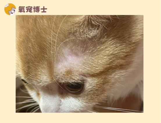 猫咪眼睛上方秃了一块