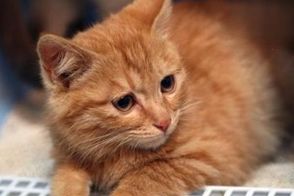 猫为什么有口炎如何预防