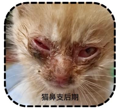 猫鼻支来袭，症状表现大盘点