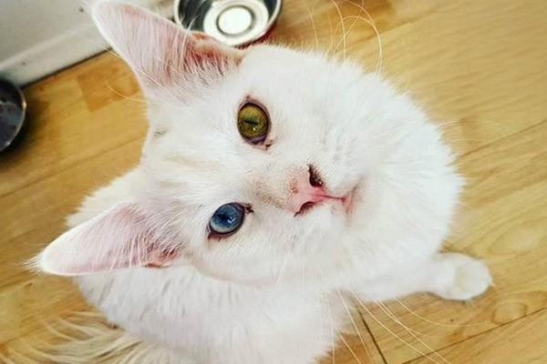 猫咪绝育猫绝育，猫咪一定要绝育吗？