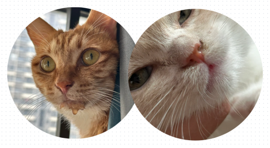 猫杯状病毒的症状