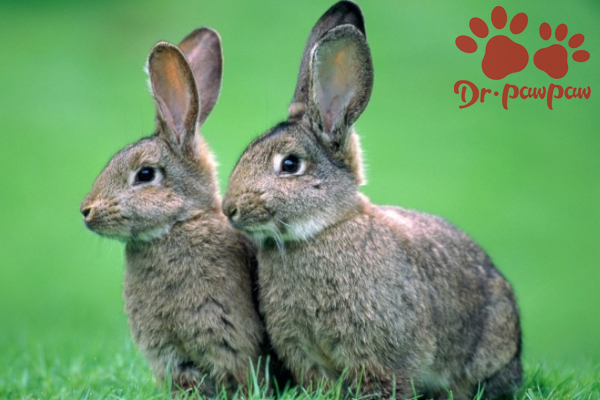 饲养兔子要注意哪些事项？