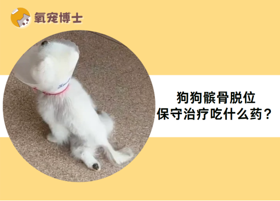 狗狗髌骨脱位保守治疗吃什么药？