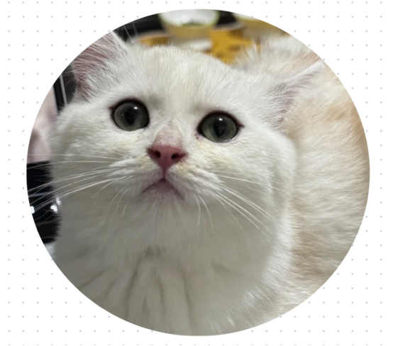 猫呼吸道感染怎么治疗？