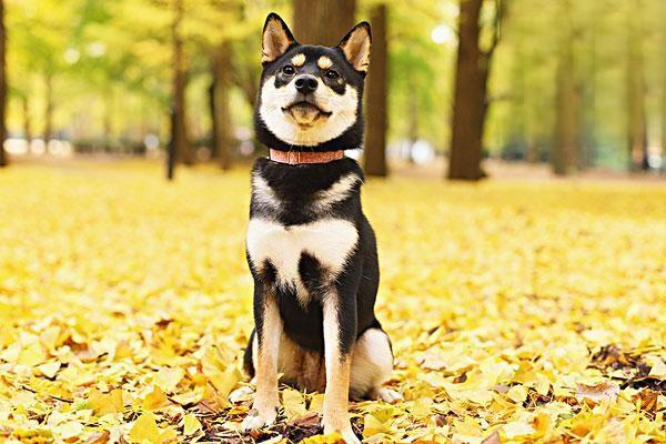 狗狗很難驅蟲嗎