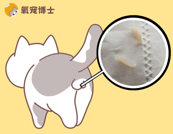 貓咪屁眼驚現(xiàn)白色蟲體？不及時處理，后果很嚴重