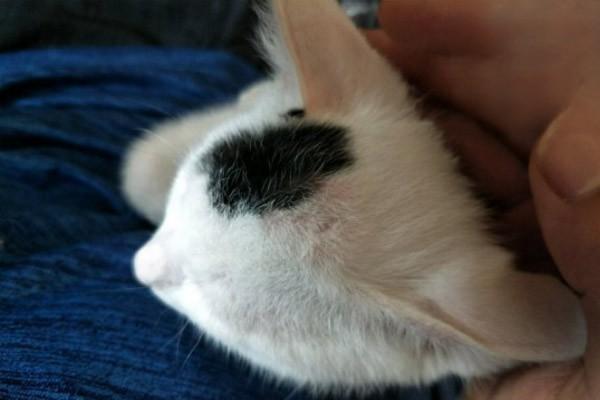 猫身上长疙瘩，猫皮肤病，小猫头上有硬硬的疙瘩