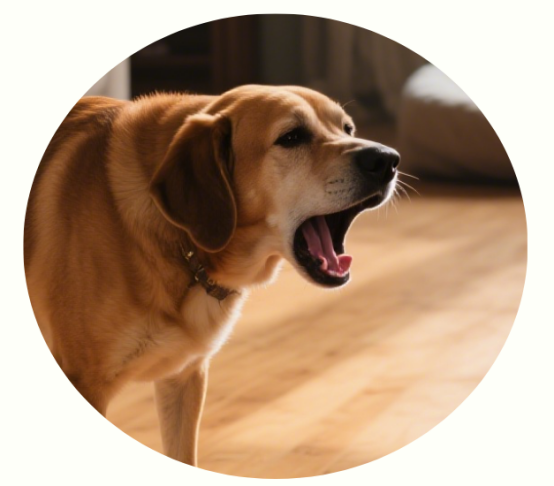 狗狗咳嗽