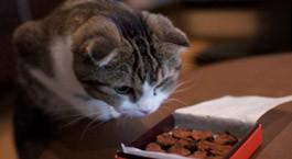 猫猫不能吃的这五种食物，千万别喂错了