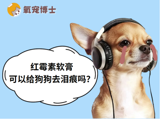 紅黴素軟膏可以給狗狗去淚痕嗎？一文講透真相