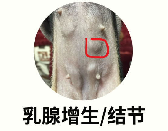 狗狗乳腺增生