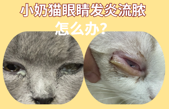 小奶猫眼睛发炎流脓都把眼睛封住了怎么办？