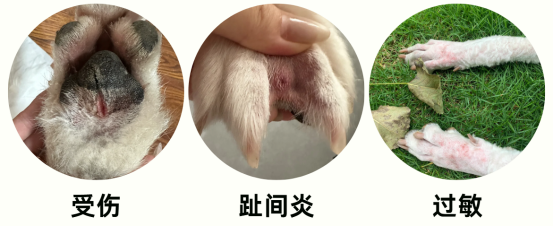 狗狗老舔爪子的原因
