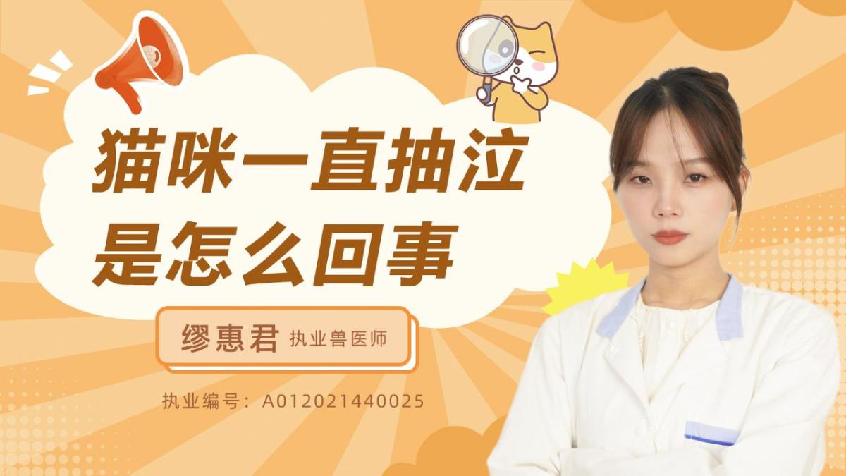 猫咪一直抽泣是怎么回事？