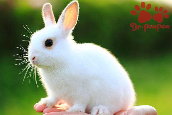 兔子出血性败血症的治疗措施