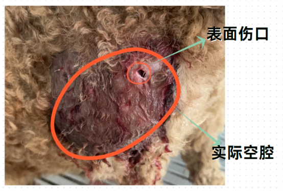 猫的伤口感染化脓怎么办？