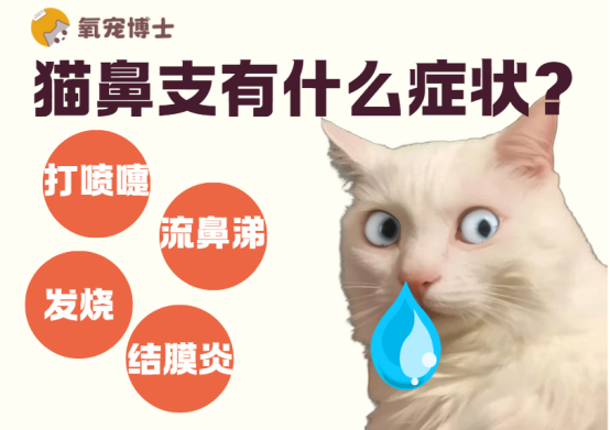 猫得了猫鼻支的症状