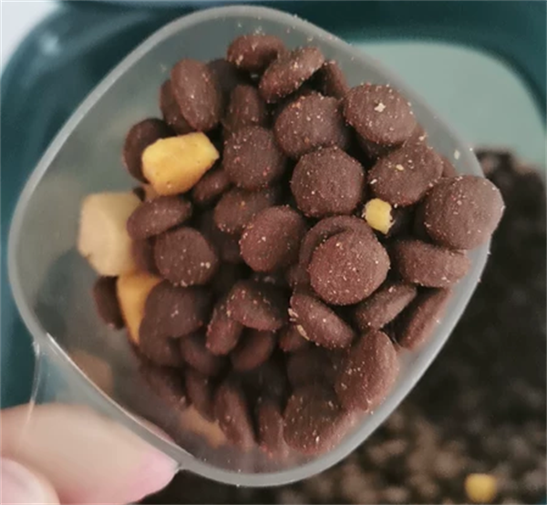 豆柴狗粮